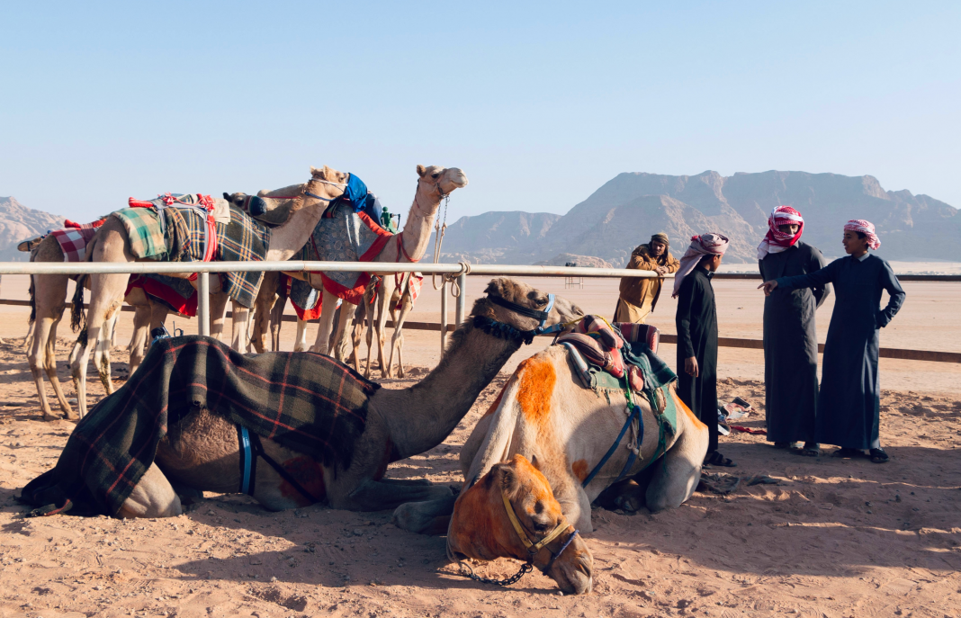 Camel Racing in the Open Vast of Wadi Rum
