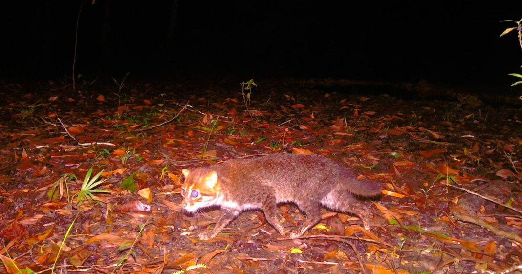 ‘Likely Extinct’ Flat-Headed Cat Captured on Trail Camera