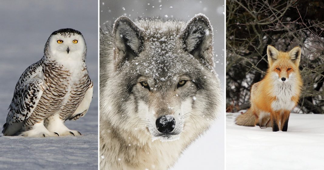 A snowy owl, a gray wolf with snow on its face, and a red fox sit on snow in separate outdoor scenes, each animal facing the camera.