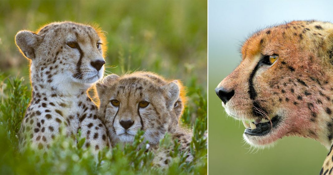 Postman-Turned-Cinematographer Films Cheetahs In Brand New Ways
