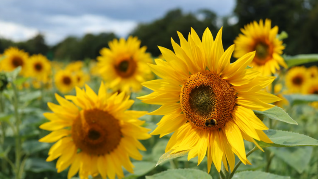 The Budget RF Lens Picks Canon Users Keep Missing