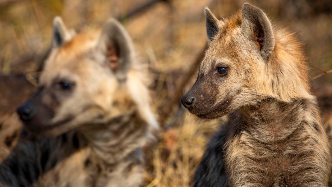 A pair of spotted hyenas: How to watch 'Kingdom' online, livestream Sling TV