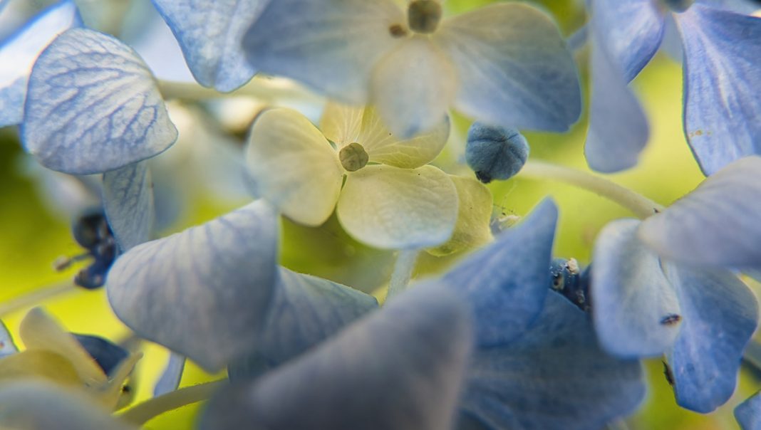 Macro Photography on the Cheap