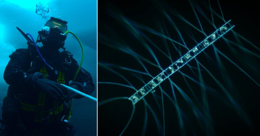 A scuba diver underwater holds a long, glowing, translucent marine organism; on the right, a close-up shows the organism’s intricate, light-blue, threadlike structure against a dark background.