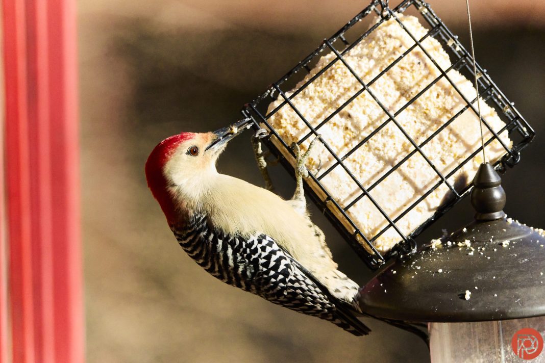 The Autofocus Trick for Birding Everyone Forgets About