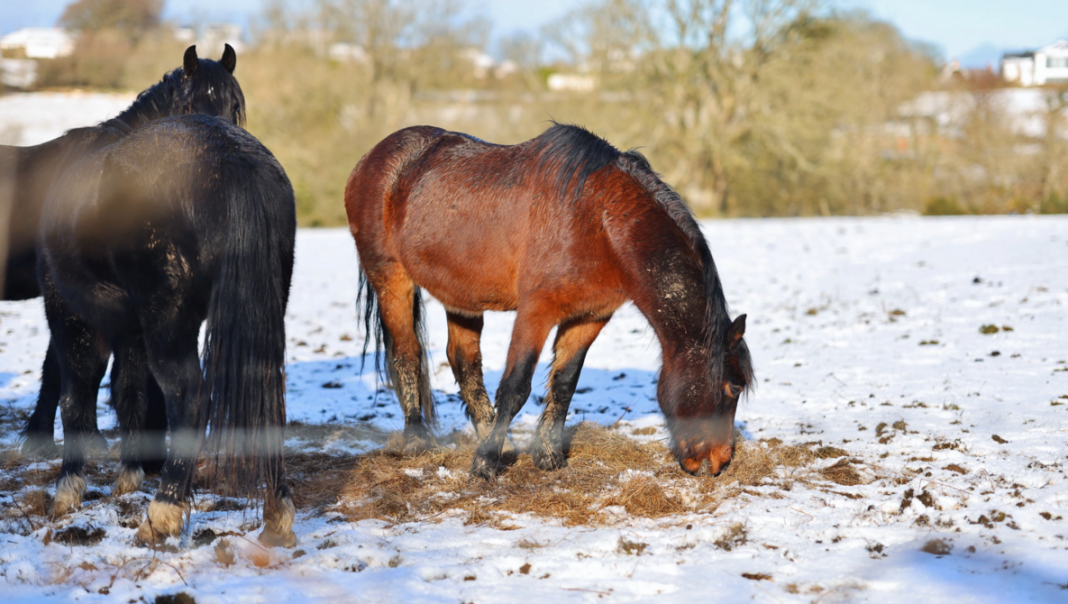 The New Meike 85mm f/1.8 SE Mark II for Canon: What $230 Really Gets You