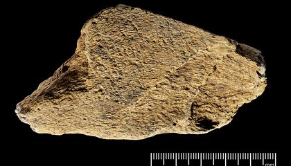 This Hammer Created From an Elephant Bone 480,000 Years Ago May Be the Oldest Known Tool of Its Kind Ever Found in Europe