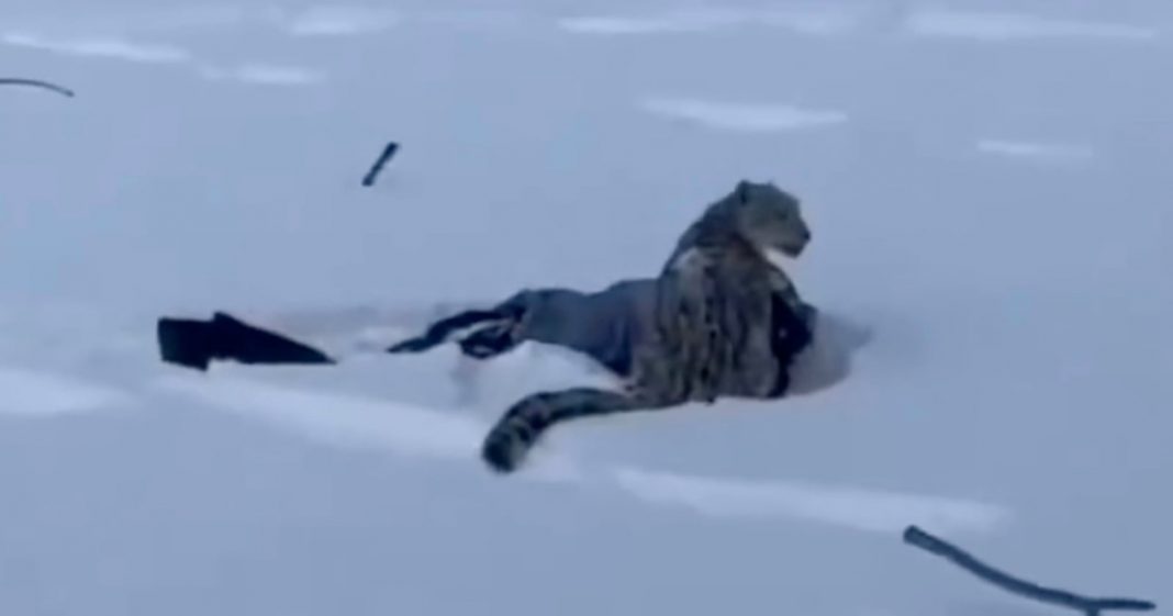 Tourist is Mauled by Snow Leopard While Trying to Take Photo of Animal