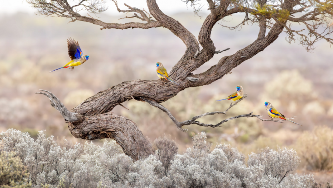 When a Teleconverter Helps and When It Hurts Your Shot When a Teleconverter Helps and When It Hurts Your Shot