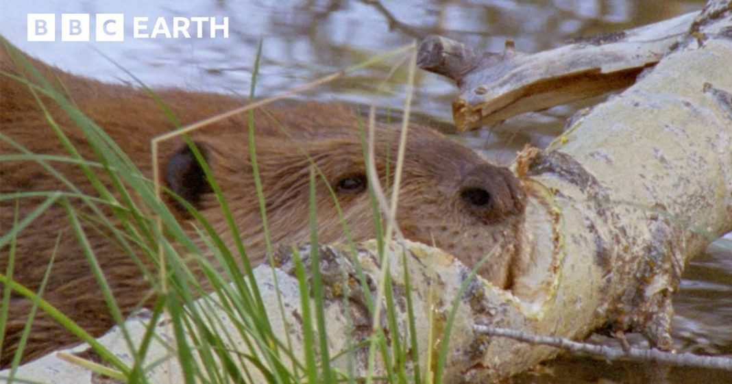 BBC Films Yellowstone Beaver Felling Trees and Making a Dam for Winter