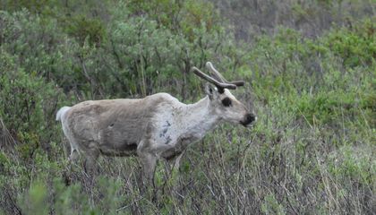 Caribou Are the Only Deer Species in Which Females Grow Antlers. Scientists Just Figured Out Why