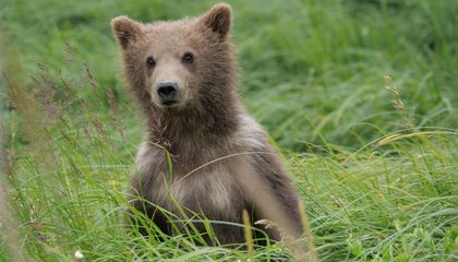 How Do Researchers Identify Individual Bears in the Wild? They Could Soon Do It Through A.I. Facial Recognition Technology