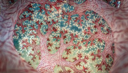 See the Beauty of Corals, Beehives, Mushrooms and More in These 11 Images From the Close-Up Photographer of the Year Awards