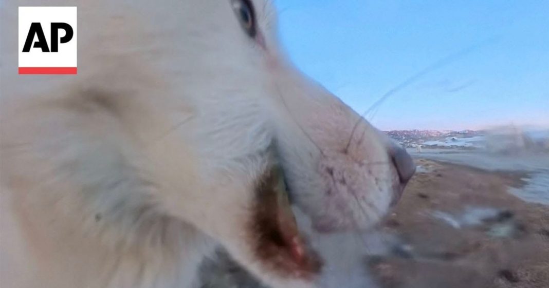 Sled Dog Steals 360 Camera, Hits Record, and Hides It