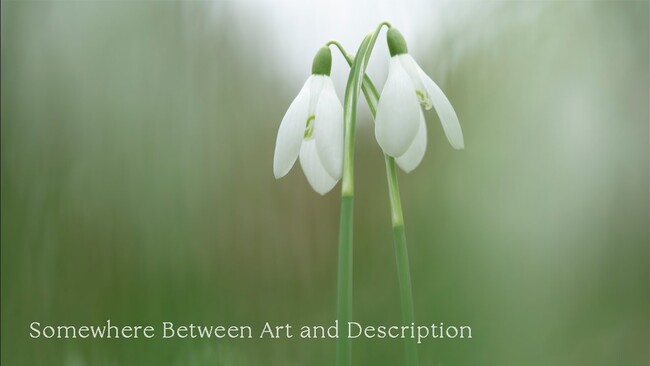 Stop Shooting Down at Flowers: A Better Angle