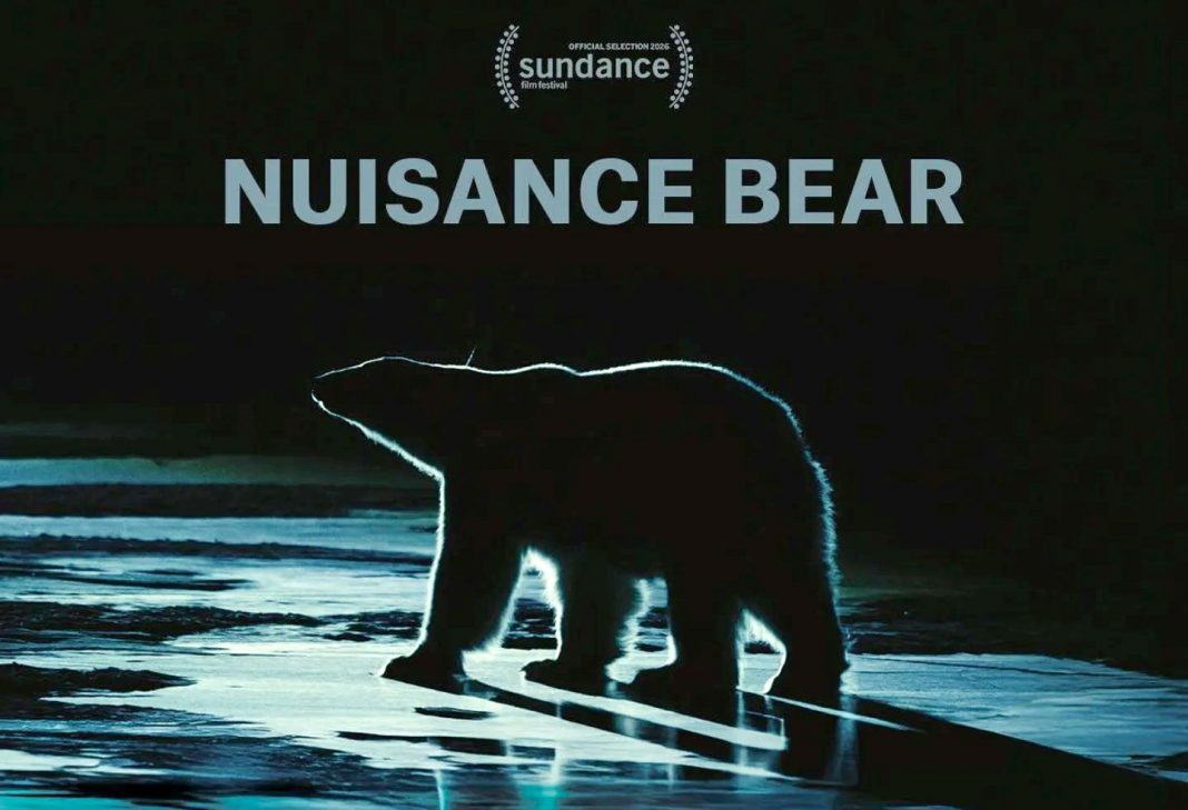 Sundance 2026: 'Nuisance Bear' - A Doc About Polar Bears Sundance 2026: 'Nuisance Bear' - A Doc About Polar Bears in Canada