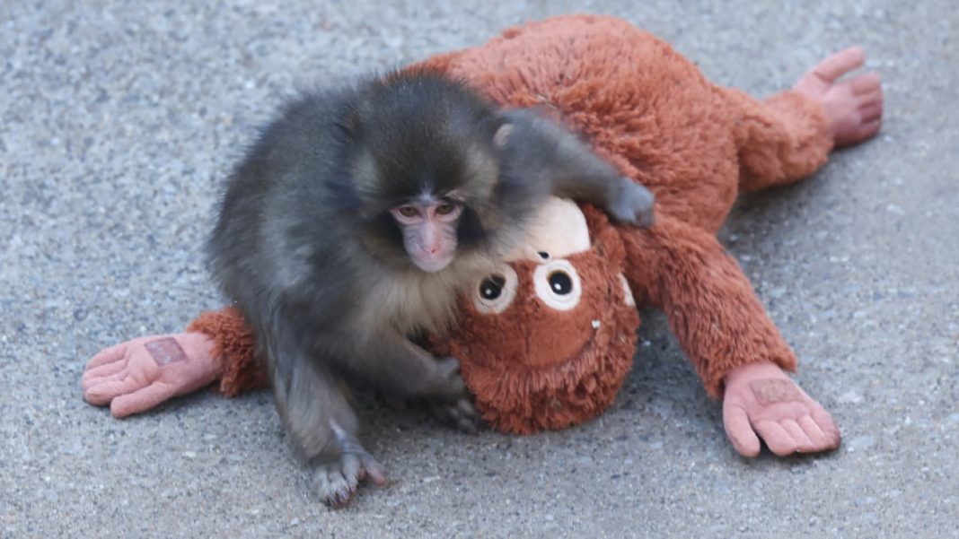 The internet is worried about Punch the monkey. The zoo says he’s OK.