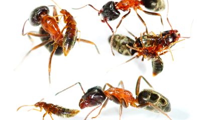 These Beetles Are Entirely Dependent on Ants for Survival. Here's Why That's Not an Evolutionary Death Sentence