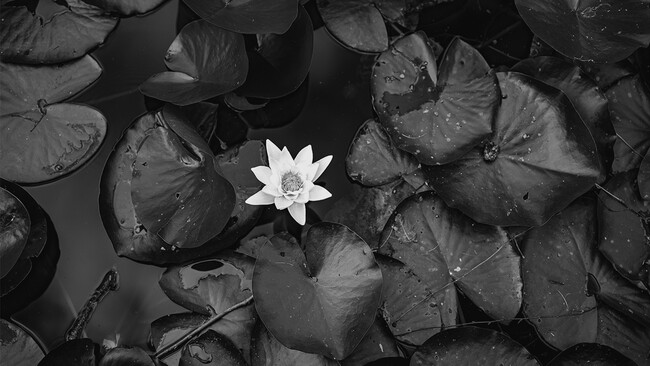 Why Monochrome Became the Ultimate Escape from Responsibility