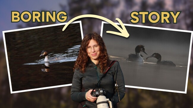 Why Sharp Bird Photos Still Feel Boring and How to Fix Them