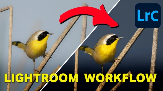 How To Edit a Wildlife Photo in Lightroom Classic Step How To Edit a Wildlife Photo in Lightroom Classic Step by Step