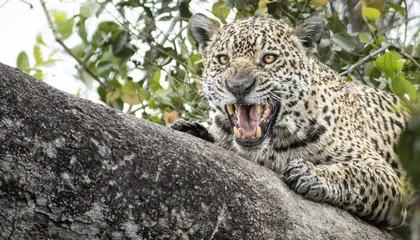 In the World's Best Place to See Wild Jaguars, Residents Are Using the Big Cat's Appeal to Reach Conservation Goals