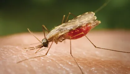 Mosquitoes Have Been Biting Humans for More Than One Million Years