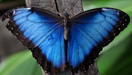 Most Insect Species Call the Tropics Home. But Climate Change Is Pushing Many of the Critters There to Their Heat Limits