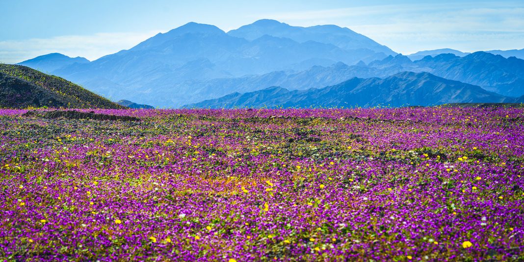 A vibrant field covered in pink and yellow wildflowers stretches toward distant blue mountains under a clear sky.