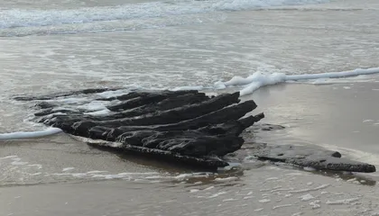 Shipwreck Timbers Appeared on a Beach After a Storm. They Had Been Buried Beneath the Sand Since the 17th Century