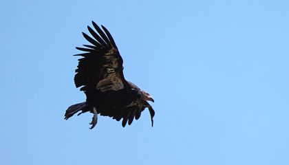 These California Condors Might Be Tending to the Species' First Egg in the State's Northern Region in More Than a Century