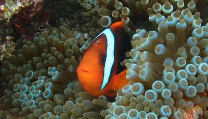 These Clownfish Lose Their Baby Stripes in Response to Peer These Clownfish Lose Their Baby Stripes in Response to Peer Pressure, New Research Suggests